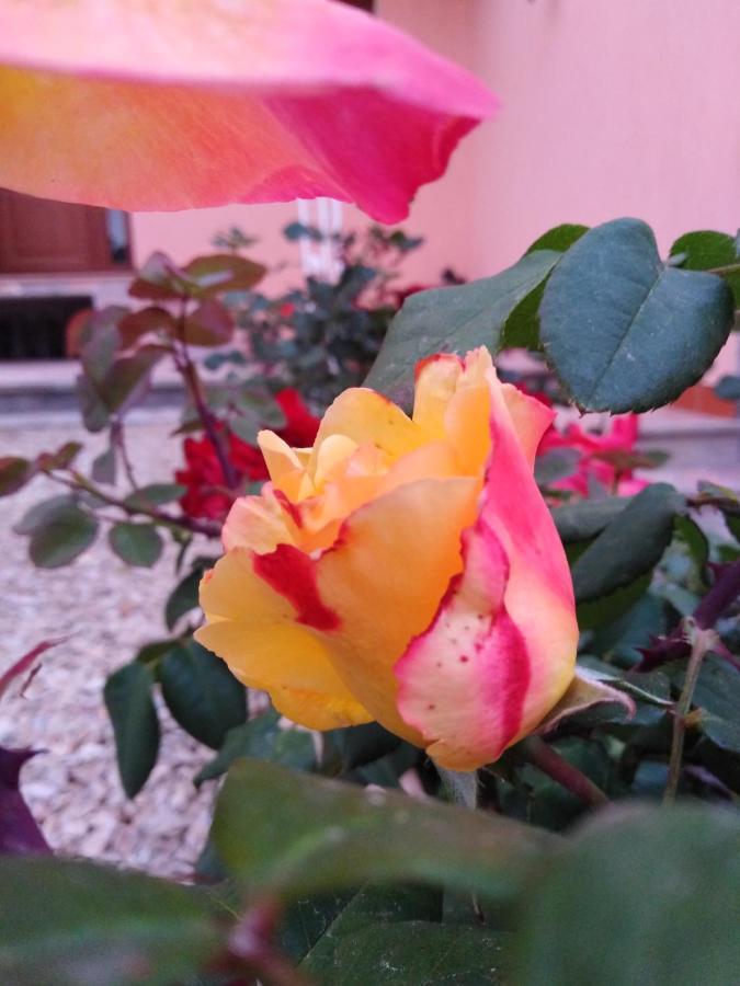לינה וארוחת בוקר לה מדלנה The Roses Garden מראה חיצוני תמונה