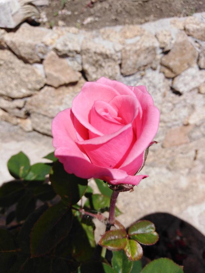 לינה וארוחת בוקר לה מדלנה The Roses Garden מראה חיצוני תמונה